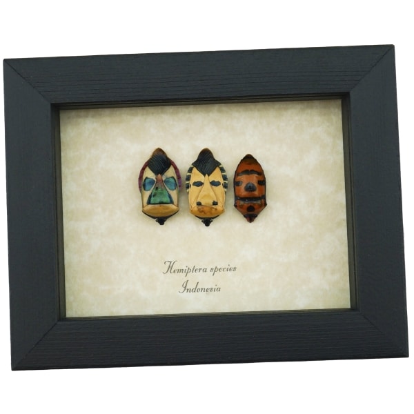 Hemiptera Set Man Face Beetles Real Framed True Bug Taxidermy Display