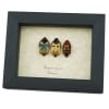 Hemiptera Set Man Face Beetles Real Framed True Bug Taxidermy Display