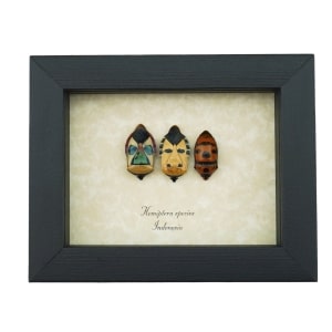 Hemiptera Set Man Face Beetles Real Framed True Bug Taxidermy Display