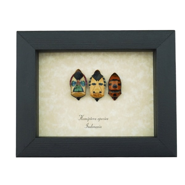 Hemiptera Set Man Face Beetles Real Framed True Bug Taxidermy Display