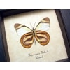 Hesperocharis hirlanda Orange Tiger Butterfly Framed Taxidermy Display