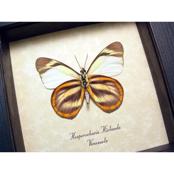 Hesperocharis hirlanda Orange Tiger Butterfly Framed Taxidermy Display