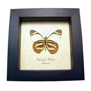 Orange White Butterfly Hesperocharis hirlanda Framed Taxidermy Display