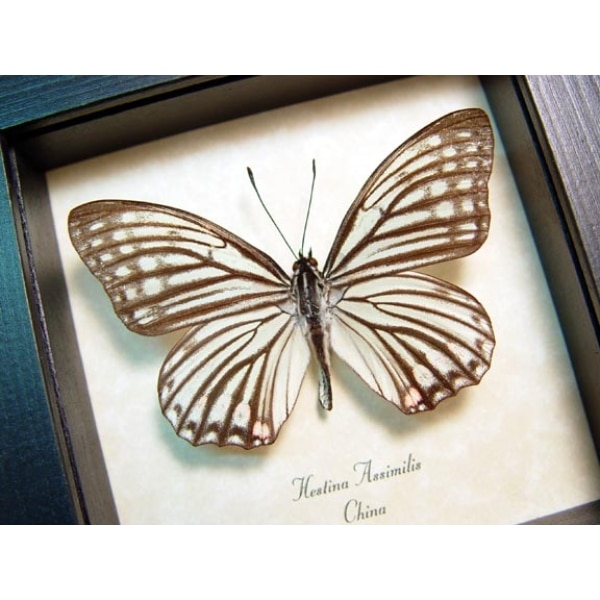 Hestina assimilis female White Butterfly Framed Taxidermy Display