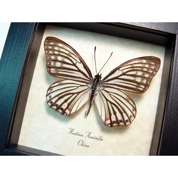 Hestina assimilis female White Butterfly Framed Taxidermy Display