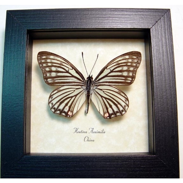 Hestina assimilis female White Butterfly Framed Taxidermy Display