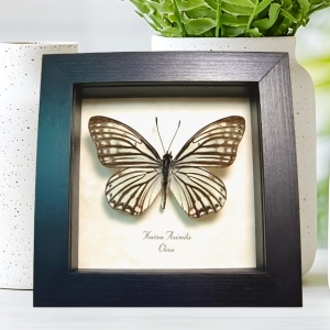 White Butterfly Hestina assimilis Female Framed Display
