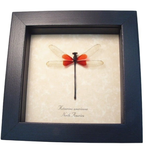 Red Damselfly Hetaerina americana Real Framed Rubyspot Insect Taxidermy Display