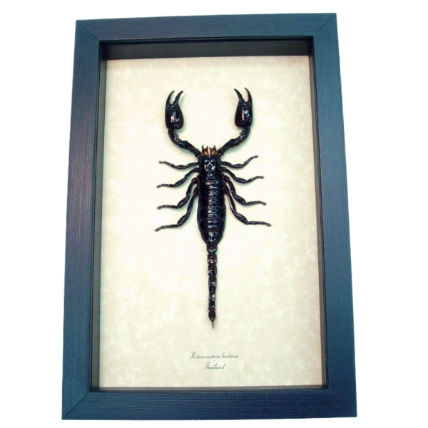 Real Framed Scorpion Heterometrus laoticus Insect Taxidermy Display