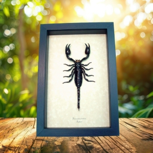Real Framed Scorpion Heterometrus laoticus Insect Taxidermy Display