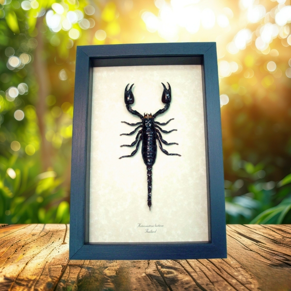Real Framed Scorpion Heterometrus laoticus Insect Taxidermy Display