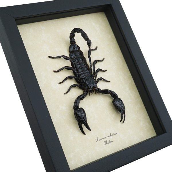 Real Striking Scorpion Heterometrus laoticus Framed Taxidermy Display