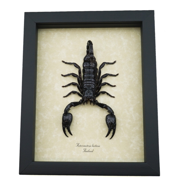 Real Striking Scorpion Heterometrus laoticus Framed Taxidermy Display
