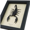 Real Striking Scorpion Heterometrus laoticus Framed Taxidermy Display