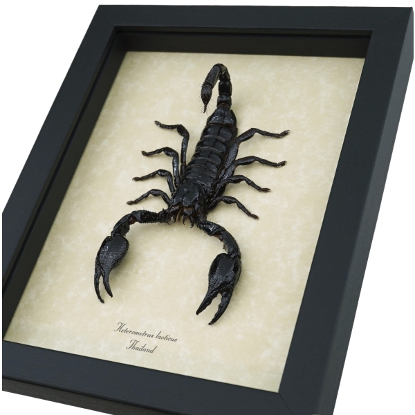 Real Striking Scorpion Heterometrus laoticus Framed Taxidermy Display