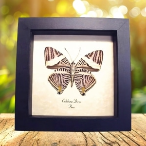 Framed Kaleidoscope Butterfly Colobura dirce Taxidermy Display