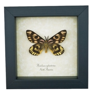 North American Sheep Moth Hemileuca eglanterina Framed Taxidermy Display