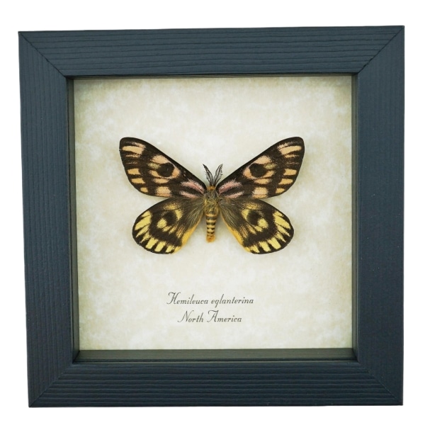 North American Sheep Moth Hemileuca eglanterina Framed Taxidermy Display