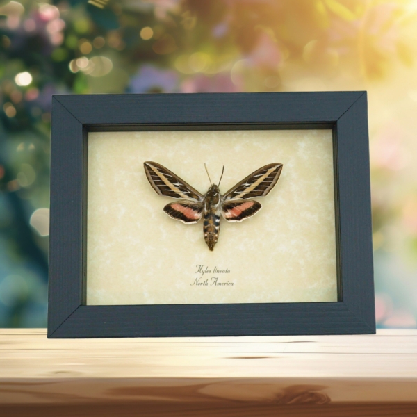 Hyles lineata White Lined Sphinx Moth Framed Taxidermy Display