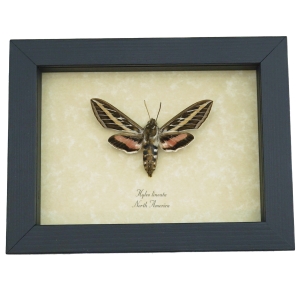 Hyles lineata White Lined Sphinx Moth Framed Taxidermy Display