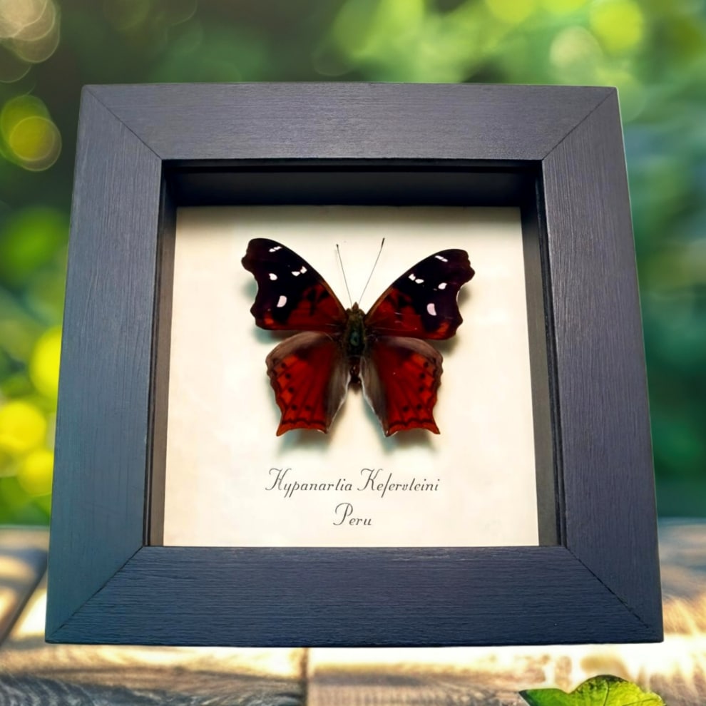 Red Mapwing Butterfly Hypanartia kefersteini Framed Taxidermy Display
