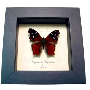 Red Mapwing Butterfly Hypanartia kefersteini Framed Taxidermy Display