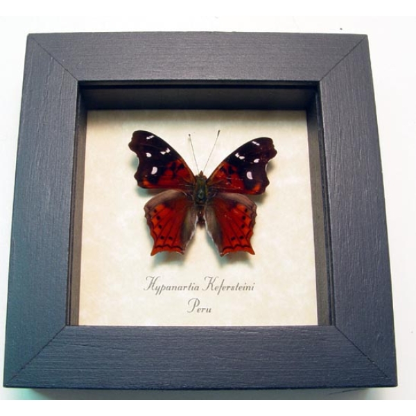 Hypanartia kefersteini Red Mapwing Butterfly Framed Taxidermy Display