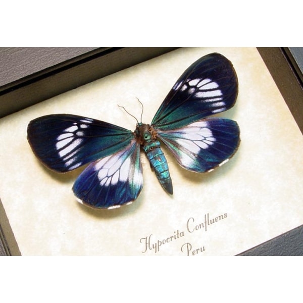 Hypocrita confluens Female Blue Day Flying Moth Framed Taxidermy Display