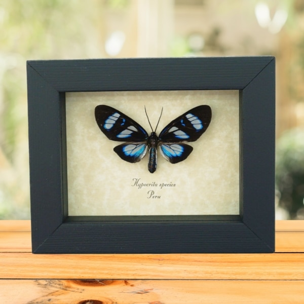 Electric Blue Day Flying Moth Hypocrita Sp Framed Taxidermy Display