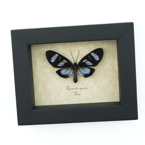Electric Blue Day Flying Moth Hypocrita Sp Framed Taxidermy Display
