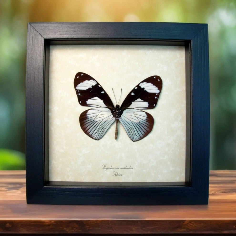 Hypolimnas anthedon Verso Blue African Butterfly Framed Taxidermy Display Hypolimnas anthedon Verso Blue African Butterfly Framed Taxidermy Display