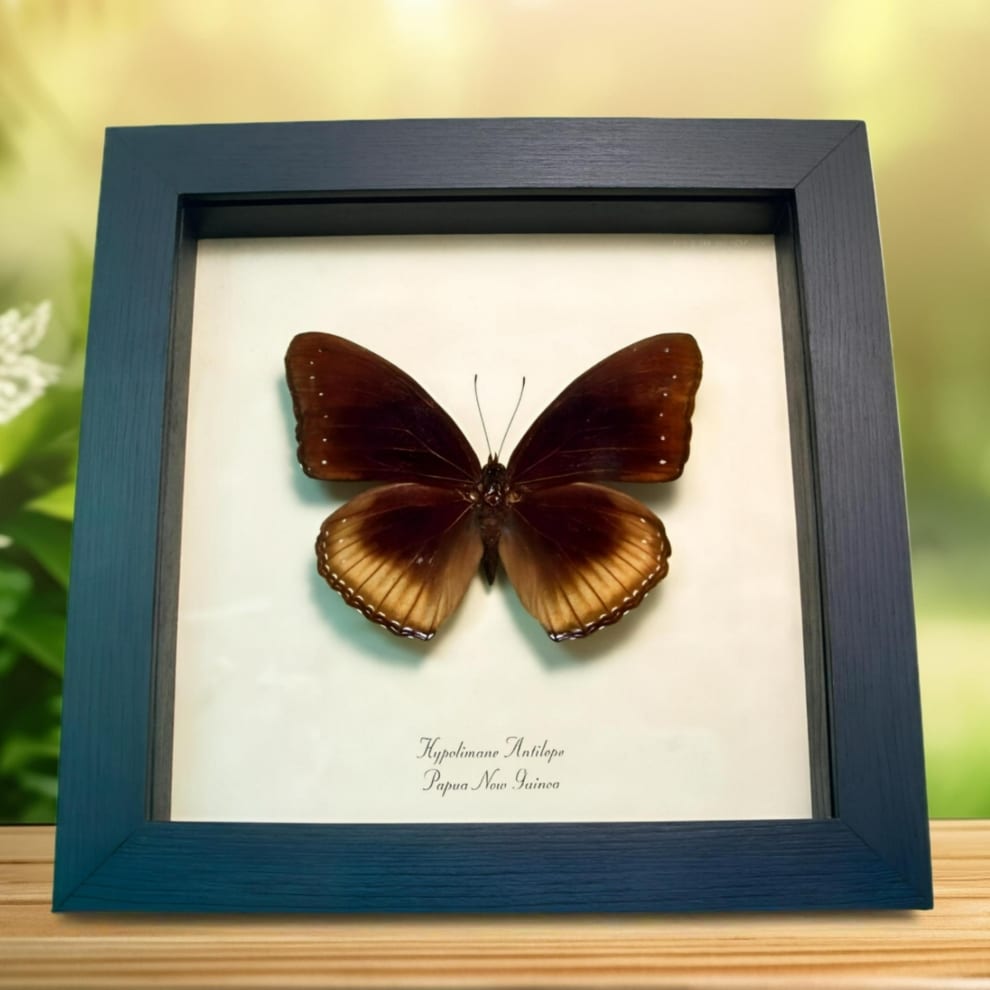 Eggfly Butterfly Hypolimnas antilope Framed Taxidermy Display