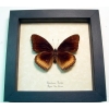 Hypolimnas antilope Eggfly Butterfly Framed Taxidermy Display