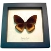Eggfly Butterfly Hypolimnas antilope Framed Taxidermy Display