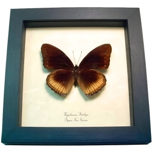 Eggfly Butterfly Hypolimnas antilope Framed Taxidermy Display