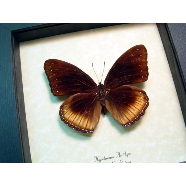 Hypolimnas antilope Eggfly Butterfly Framed Taxidermy Display