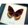 Hypolimnas antilope Eggfly Butterfly Framed Taxidermy Display