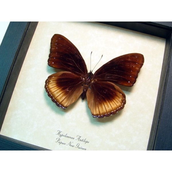 Hypolimnas antilope Eggfly Butterfly Framed Taxidermy Display