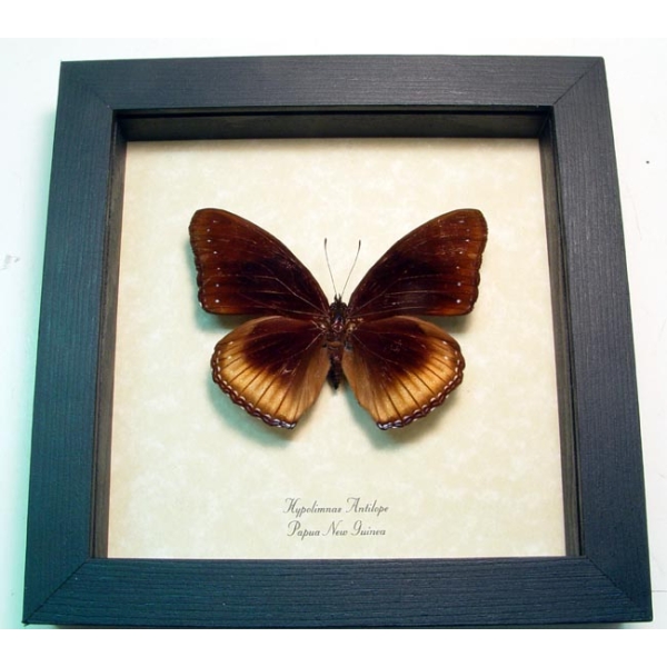Hypolimnas antilope Eggfly Butterfly Framed Taxidermy Display