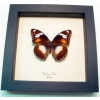 Hypolimnas bolina Female Blue Moon Framed Butterfly Taxidermy Display