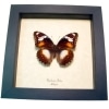 Blue Moon Framed Butterfly Hypolimnas bolina Female Taxidermy Display
