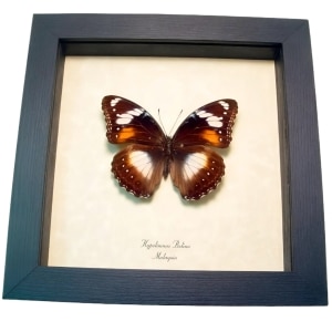 Blue Moon Framed Butterfly Hypolimnas bolina Female Taxidermy Display