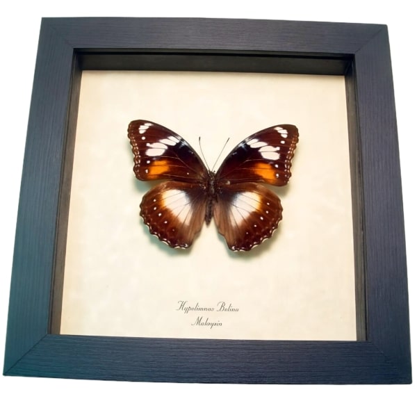 Blue Moon Framed Butterfly Hypolimnas bolina Female Taxidermy Display