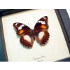 Hypolimnas bolina Female Blue Moon Framed Butterfly Taxidermy Display