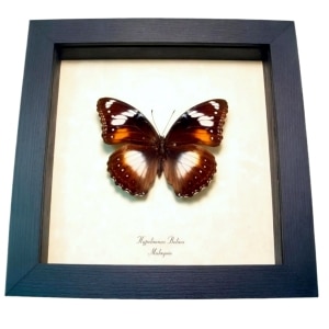Blue Moon Framed Butterfly Hypolimnas bolina Female Taxidermy Display