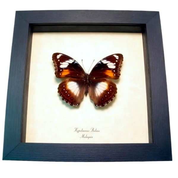 Blue Moon Framed Butterfly Hypolimnas bolina Female Taxidermy Display