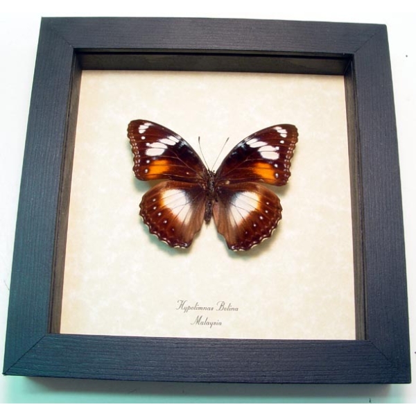 Hypolimnas bolina Female Blue Moon Framed Butterfly Taxidermy Display
