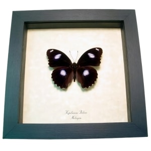Blue Moon Butterfly Hypolimnas bolina Framed Taxidermy Display