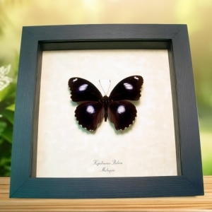Blue Moon Butterfly Hypolimnas bolina Framed Taxidermy Display