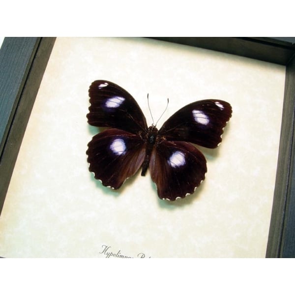 Hypolimnas bolina Blue Moon Framed Butterfly Taxidermy Display